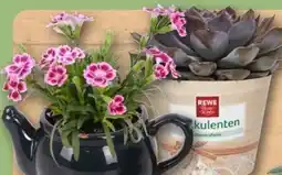 REWE Center Rewe Beste Wahl Sukkulenten Angebot