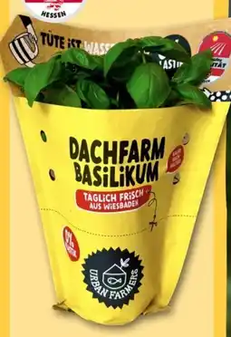 REWE Center Dachfarm Basilikum Angebot