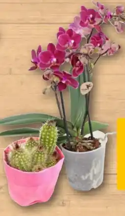 REWE Rewe Beste Wahl Tischorchidee Angebot
