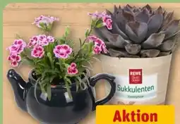 REWE Rewe Beste Wahl Sukkulenten Angebot