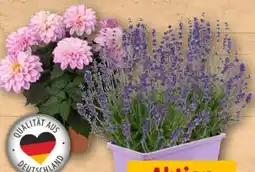 REWE Rewe Beste Wahl Dahlie XL Angebot
