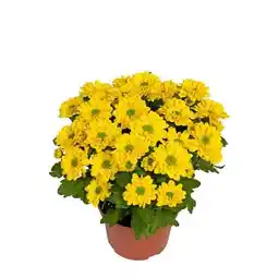Hellweg Plantiflor Chrysantheme Swifty Angebot