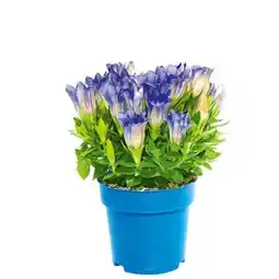 Hellweg Plantiflor Enzian Angebot