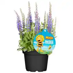 Hellweg Plantiflor Stauden-Mix Biene Maja Angebot