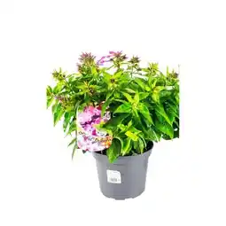 Hellweg Plantiflor Hohe Flammenblume Angebot