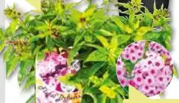 BayWa Plantiflor Hohe Flammenblume Angebot