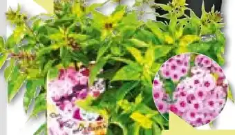 BayWa Plantiflor Hohe Flammenblume Angebot