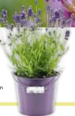 BayWa Lavendel Angebot