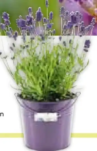 BayWa Lavendel Angebot