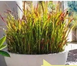 BayWa Japanisches Blutgras Angebot