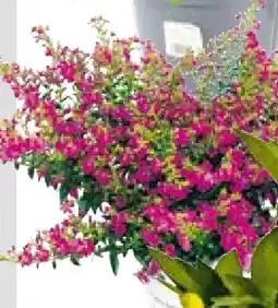BayWa Plantiflor Japanische Scheinmyrthe Flori Glory Angebot