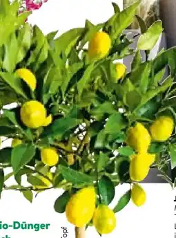 BayWa Plantiflor Citrus-Ministamm Angebot