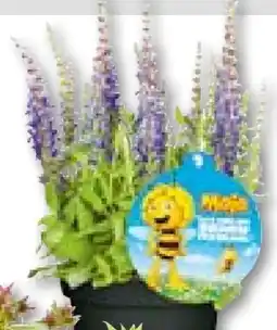 BayWa Plantiflor Stauden-Mix Biene Maja Angebot