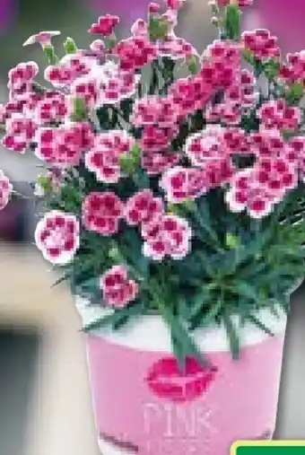 BayWa Prinzess-Nelke Angebot