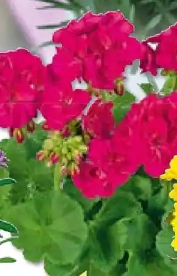 BayWa Plantiflor Geranie Angebot