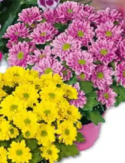 BayWa Plantiflor Chrysantheme Swifty Angebot