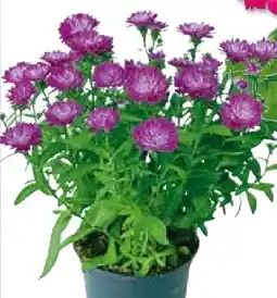 BayWa Herbstaster Angebot