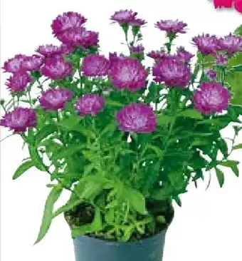 BayWa Herbstaster Angebot