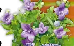 BayWa Plantiflor Ballonblume Platycodon Angebot