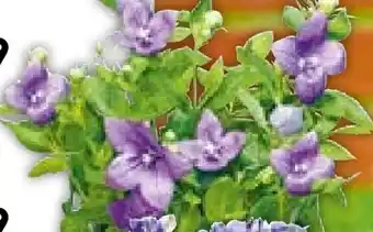 BayWa Plantiflor Ballonblume Platycodon Angebot