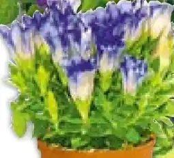 BayWa Plantiflor Enzian Angebot