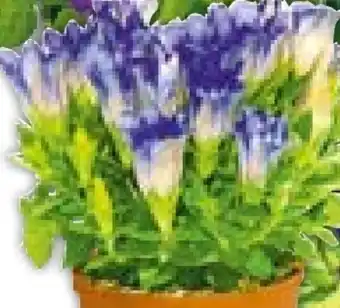BayWa Plantiflor Enzian Angebot