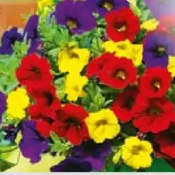 BayWa Calibrachoa Trio Angebot