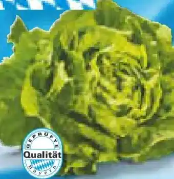 Netto Marken-Discount Heimat Kopfsalat Angebot