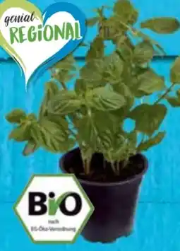 E-Center Bio-Minze XXL Angebot