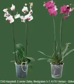 E-Center Orchideen Angebot