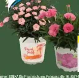 E-Center Nelken-Mix Angebot