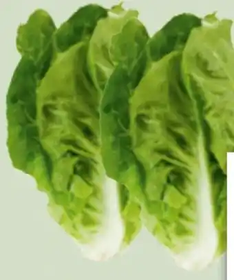 Edeka Xpress Bio Mini Romanasalat Angebot