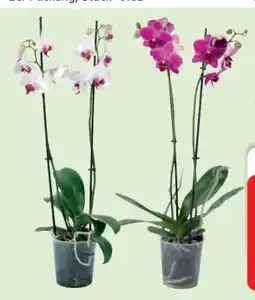 Edeka Orchideen Angebot