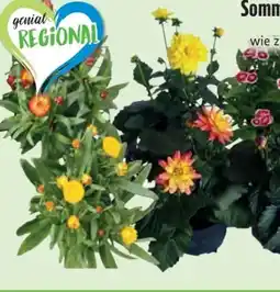 Edeka Sommerstauden XL Angebot