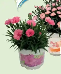 Edeka Nelken-Mix Angebot