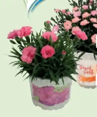 Edeka Nelken-Mix Angebot
