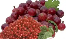 Edeka Johannisbeeren Angebot