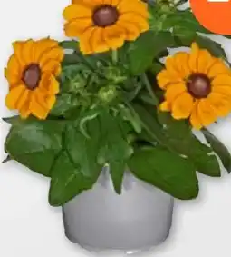 tegut Rudbeckia Angebot