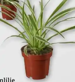 tegut Grünlilie Chlorophytum Angebot