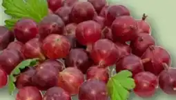 REWE Center Rewe Regional Stachelbeeren Angebot