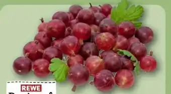 REWE Rewe Regional Stachelbeeren Angebot