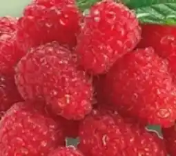 REWE Rewe Beste Wahl Frische Himbeeren Angebot