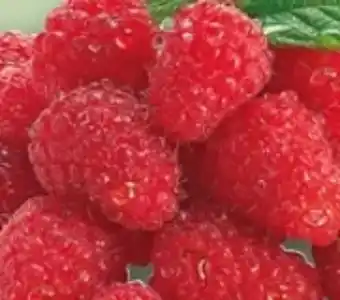 REWE Rewe Beste Wahl Frische Himbeeren Angebot