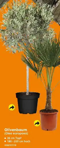 Globus Baumarkt Olivenbaum (Olea europaea) Angebot
