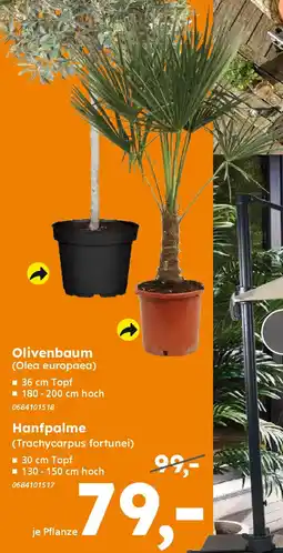 Globus Baumarkt Hanfpalme (Trachycarpus fortunei) Angebot