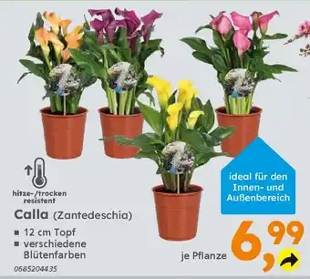 Globus Baumarkt Calla (Zantedeschia) Angebot