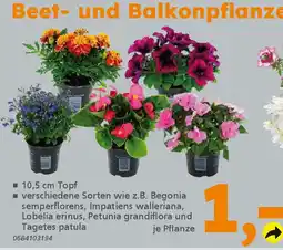 Globus Baumarkt Beet- und Balkonpflanzen Angebot
