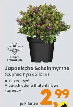 Globus Baumarkt Japanische Scheinmyrthe (Cuphea hyssopifolia) Angebot