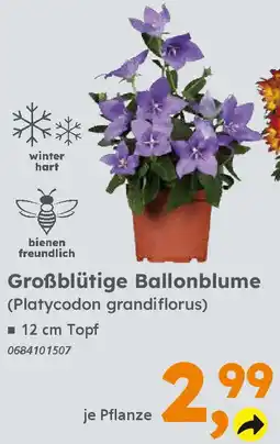 Globus Baumarkt Großblütige Ballonblume (Platycodon grandiflorus) Angebot
