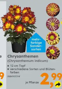 Globus Baumarkt Chrysanthemen (Chrysanthemum indicum) Angebot